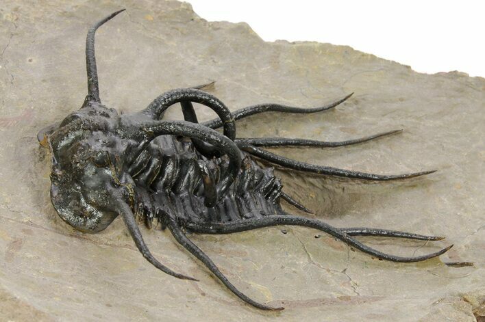 Crazy, Spiny Dicranurus Trilobite - Atchana, Morocco #363024
